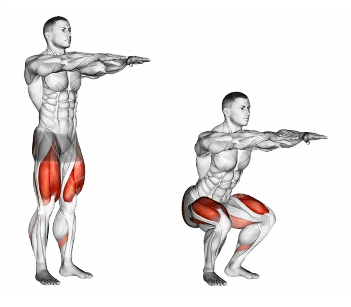 Нужно накатить. Приседания мышцы. Приседания сумо мышцы задействованы. Приседания – это упражнение для мышц. Упражнения для квадрицепс со штангой.